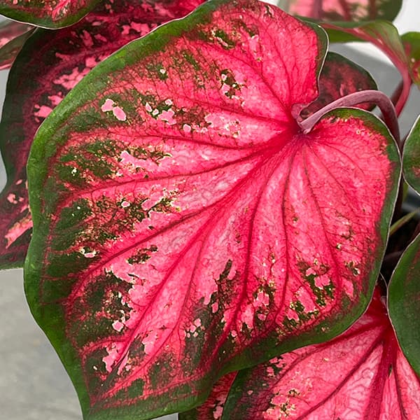 園芸ネット本店｜ガーデンカラジウム：ハートトゥハート スカーレット