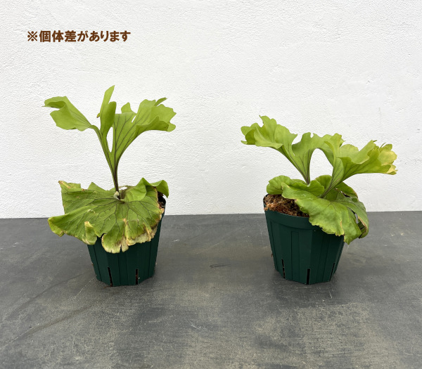 園芸ネット本店｜ビカクシダ（コウモリラン）：リドレイ モンキー