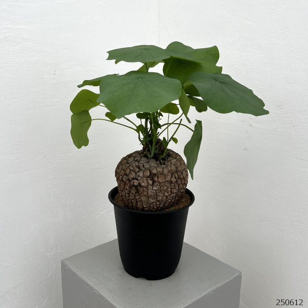 園芸ネット本店｜[ザ・ファームセレクト]ステファニア：スベローサ 5号