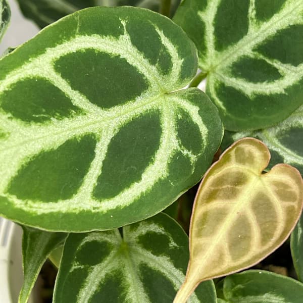 園芸ネット本店｜アンスリウム（原種）：クリスタリナム ホープ 3.5号