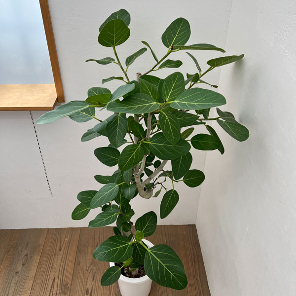 園芸ネット本店｜フィカス：ベンガレンシス 8号25-03 の通販【公式】