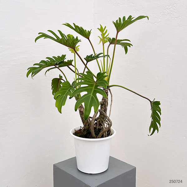 園芸ネット本店｜フィロデンドロン：クッカバラ（幹上がり） 6号鉢植え