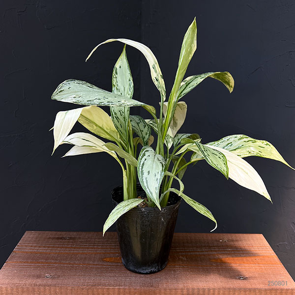 園芸ネット本店｜[ザ・ファームセレクト]アグラオネマ：シルバー