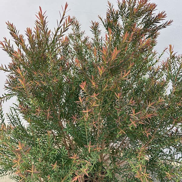 園芸ネット本店｜メラレウカ：レッドジェム8号鉢植え の通販【公式】