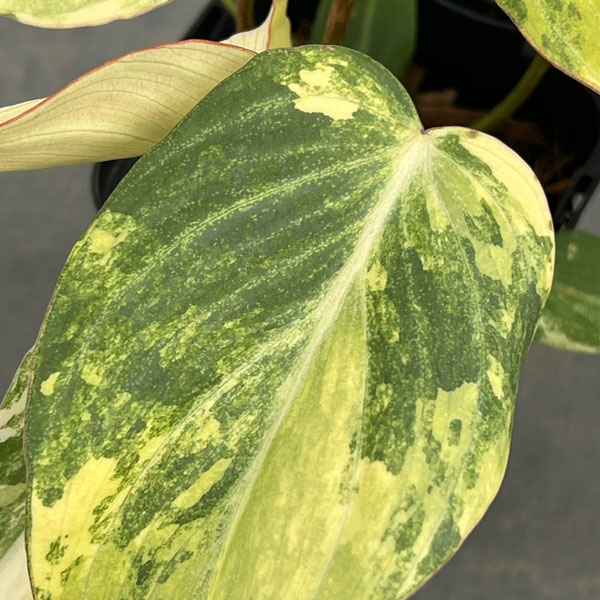 園芸ネット本店｜フィロデンドロン：グロリオサム トリカラー 2.5号