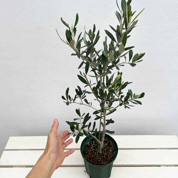 園芸ネット本店｜オリーブ：タジャスカ 5号ポット の通販【公式】