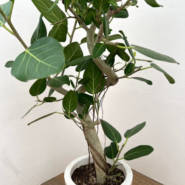 園芸ネット本店｜フィカス：ベンガレンシス 8号25-05 の通販【公式】