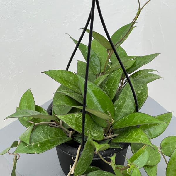 園芸ネット本店｜ホヤ：パラシティカ ブラックエッジ 4号吊り鉢* の