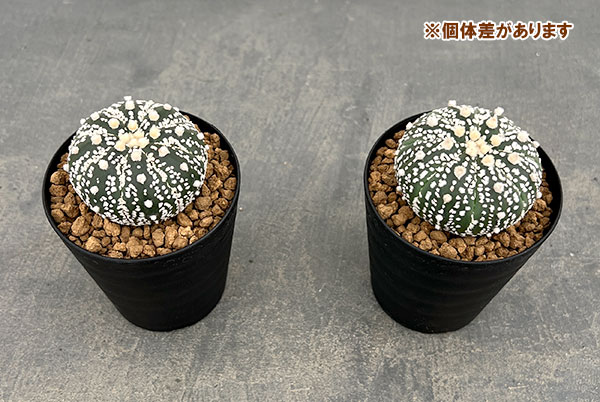 園芸ネット本店｜アストロフィツム：スーパー兜（かぶと）3号鉢植え の