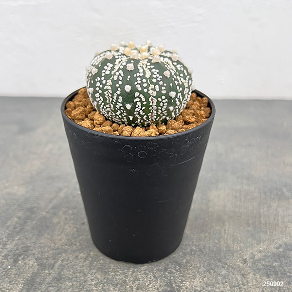 園芸ネット本店｜アストロフィツム：スーパー兜（かぶと）3号鉢植え の