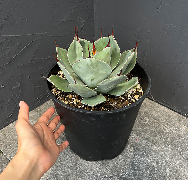 園芸ネット本店｜アガベ：パリートルンカータ 8号鉢植え の通販【公式】