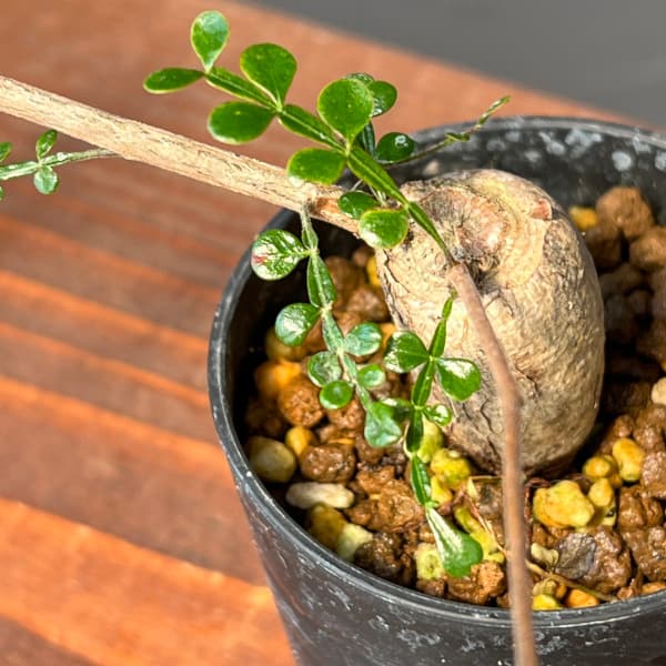 園芸ネット本店｜オペルクリカリア：デカリー （実生株） 2.5号鉢植え