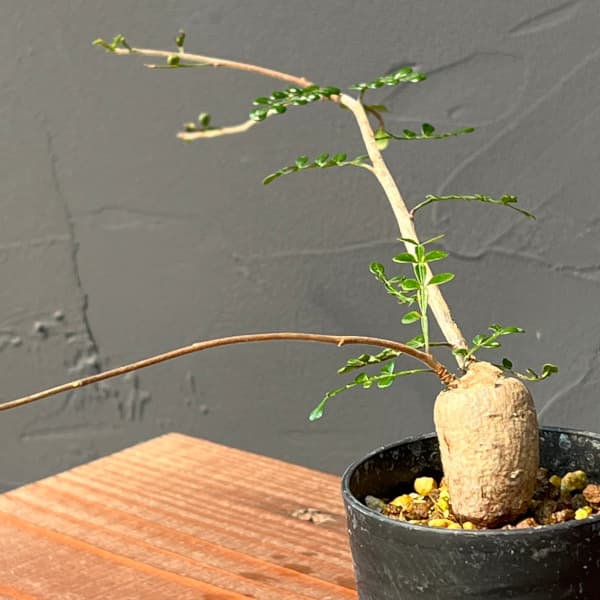 園芸ネット本店｜オペルクリカリア：デカリー （実生株） 2.5号鉢植え