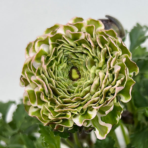 園芸ネット本店｜ラナンキュラス：ポンポン キャンディ5号鉢植え の