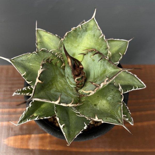 アガベ オテロイ（親株＋子株3） 園芸ネット本店｜アガベ：オテロイ 3