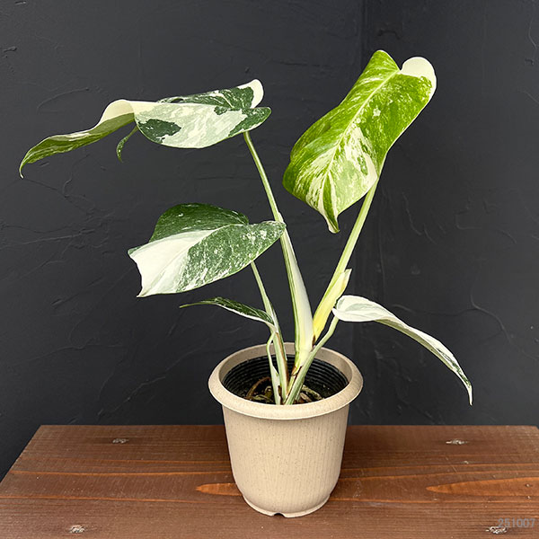 園芸ネット本店｜モンステラ：ボルシギアーナバリエガータ（白斑） 4号