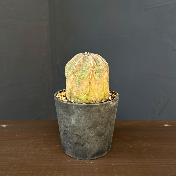 園芸ネット本店｜ユーフォルビア：オベサ・オールドタイプ3.5号鉢植え