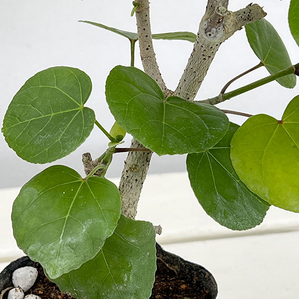 園芸ネット本店｜オオハマボウ：コンパクタ 3号ポット の通販【公式】