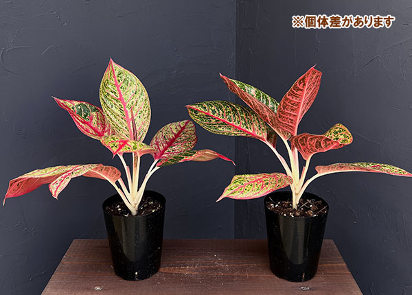 園芸ネット本店｜アグラオネマ：モンコルサイアム 4号鉢入り の通販