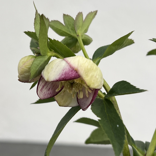 園芸ネット本店｜横山園芸さんのクリスマスローズ：プチドール25-10