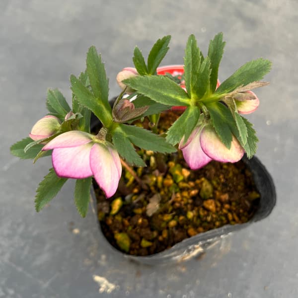 MIYABI様ご依頼品 クリスマスローズ2点 フレグランス プチドール 園芸