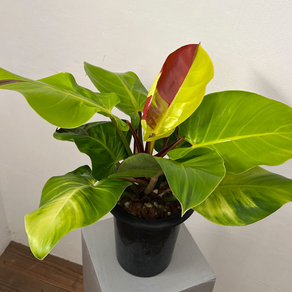 園芸ネット本店｜フィロデンドロン：イエローフレーム 5.5号25-01 の