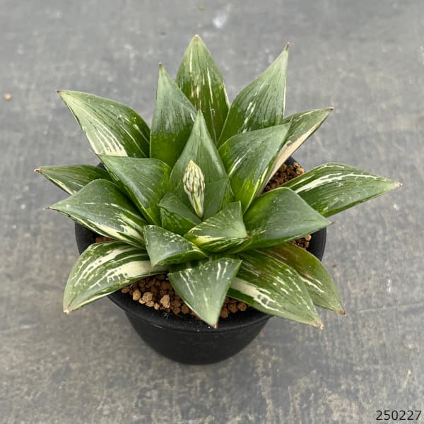 園芸ネット本店｜[ザ・ファームセレクト]ハオルチア：シグナル 3号