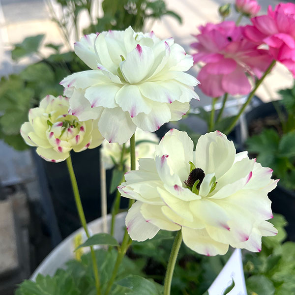 園芸ネット本店｜ラナンキュラス：ラックス ペネロペ3.5-4号ポット* の