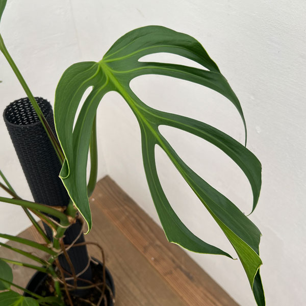 園芸ネット本店｜モンステラ：ディセラータ バールマルクスフレーム 8