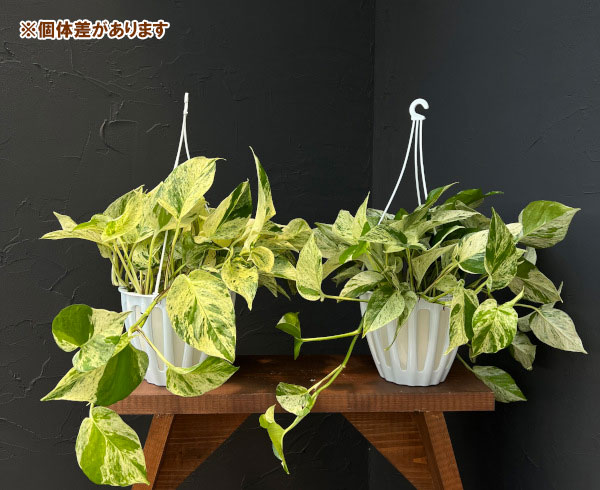 園芸ネット本店｜[ザ・ファームセレクト]ポトス：テルノグレース 5号