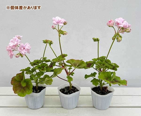 園芸ネット本店｜[26年3月中下旬予約]ゼラニウム（バラ咲き