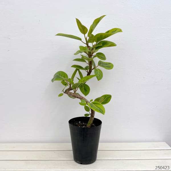 園芸ネット本店｜フィカス：アルテシマ（職人の螺旋曲がり仕立て） 5号