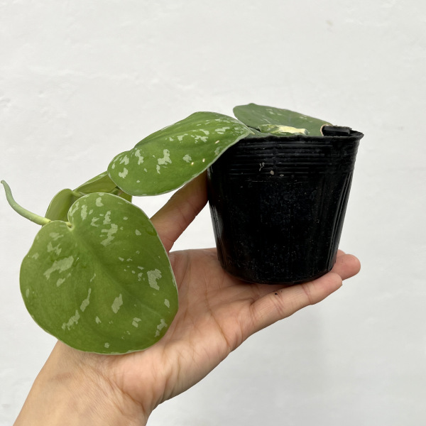 園芸ネット本店｜スキンダプサス：センタラム 3号ポット の通販【公式】