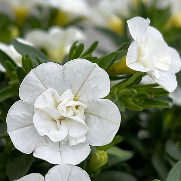 園芸ネット本店｜カリブラコア（八重咲）：オロダブルホワイト3.5号