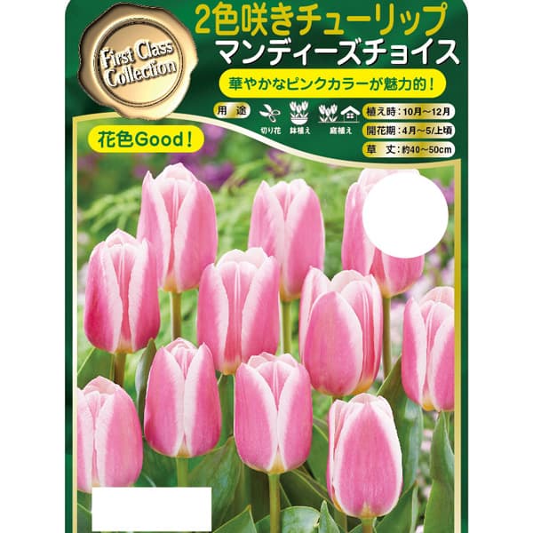 園芸ネット本店｜チューリップ：マンディーズチョイス 3球入り の通販