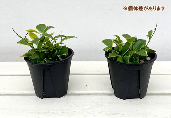 園芸ネット本店｜ホヤ：ヘウスケリアナ アルボマルギナータ 3.5号