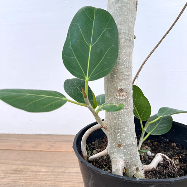 園芸ネット本店｜フィカス：ベンガレンシス 7号25-01 の通販【公式】