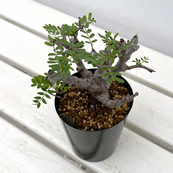 園芸ネット本店｜センナ：メリディオナリス 3号25-04 の通販【公式】