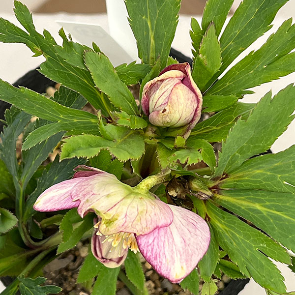 園芸ネット本店｜若泉ファームさんのクリスマスローズ：26-34