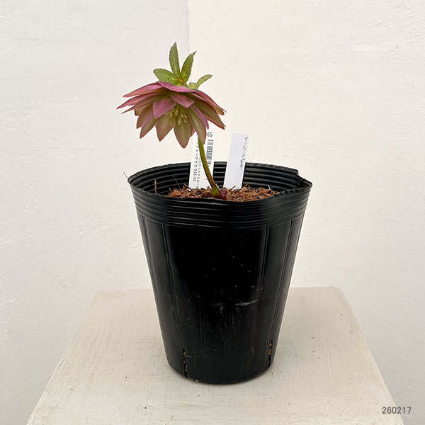 園芸ネット本店｜吉田園芸さんのクリスマスローズ：アンティークピエラ