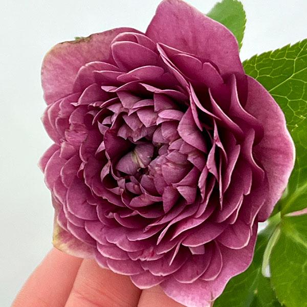 園芸ネット本店｜吉田園芸さんのクリスマスローズ：超多弁交配26-04