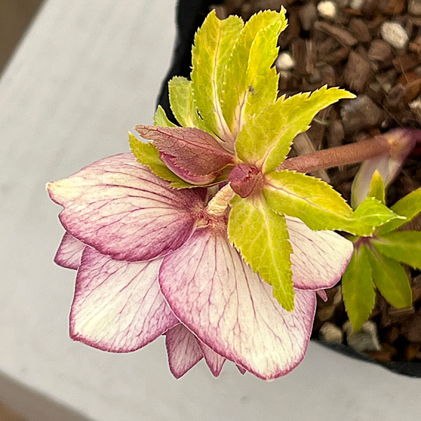 園芸ネット本店｜吉田園芸さんのクリスマスローズ：クローリス26-04