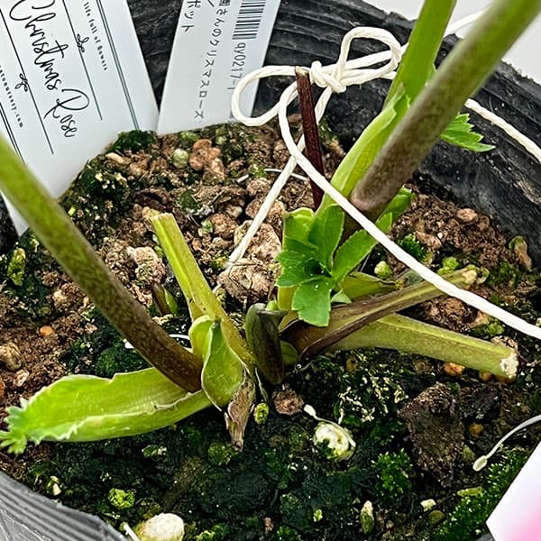 園芸ネット本店｜大和園さんのクリスマスローズ：26-02パステリッシュ