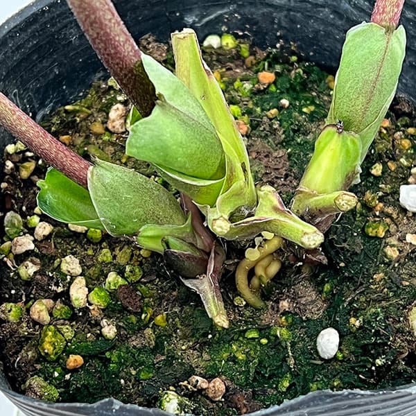 園芸ネット本店｜大和園さんのクリスマスローズ：26-01パステリッシュ