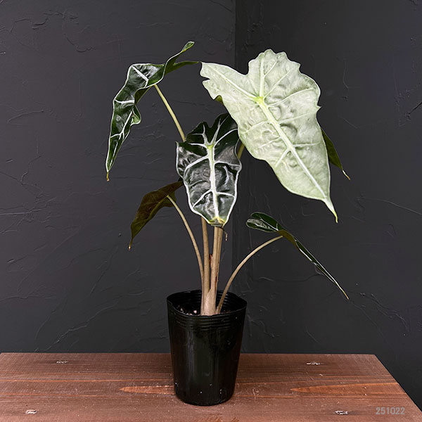 園芸ネット本店｜アロカシア：アマゾニカホーリーピンク斑入り 3号