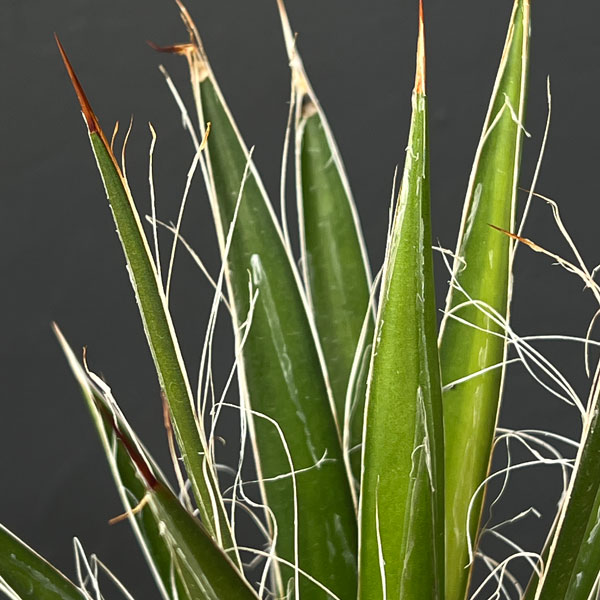 園芸ネット本店｜アガベ：フィリフェラ4号鉢植え（乱れ雪） の通販【公式】