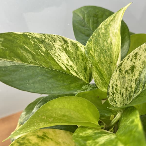 園芸ネット本店｜ポトス3種ミックス植え3.5号鉢植え の通販【公式】