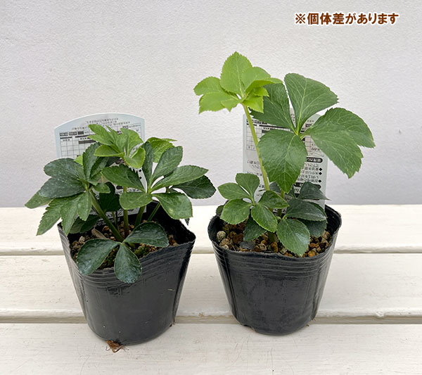 園芸ネット本店｜高正園さんのクリスマスローズ：シングル