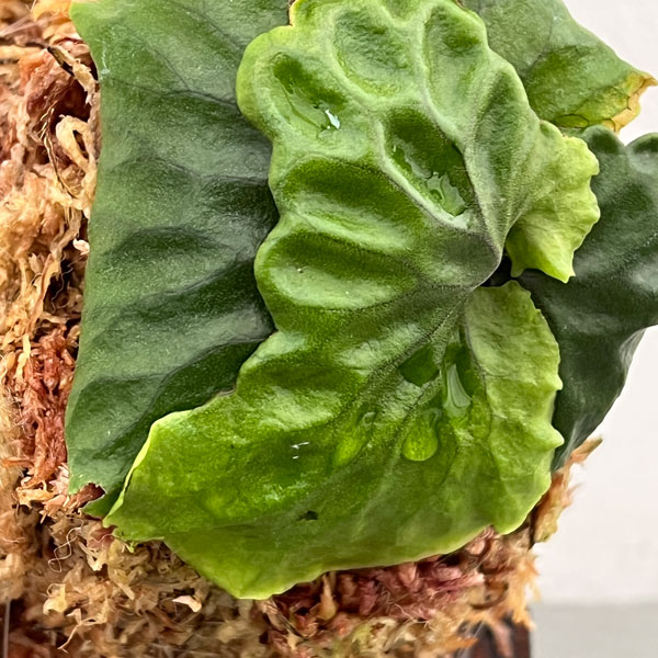 園芸ネット本店｜ビカクシダ（コウモリラン）：マダガスカリエンセ板付