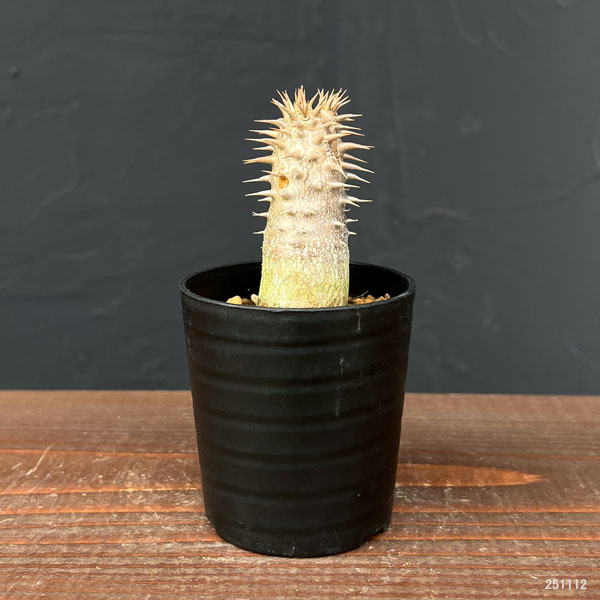 園芸ネット本店｜パキポディウム：デンシフローラム（実生）2.5号